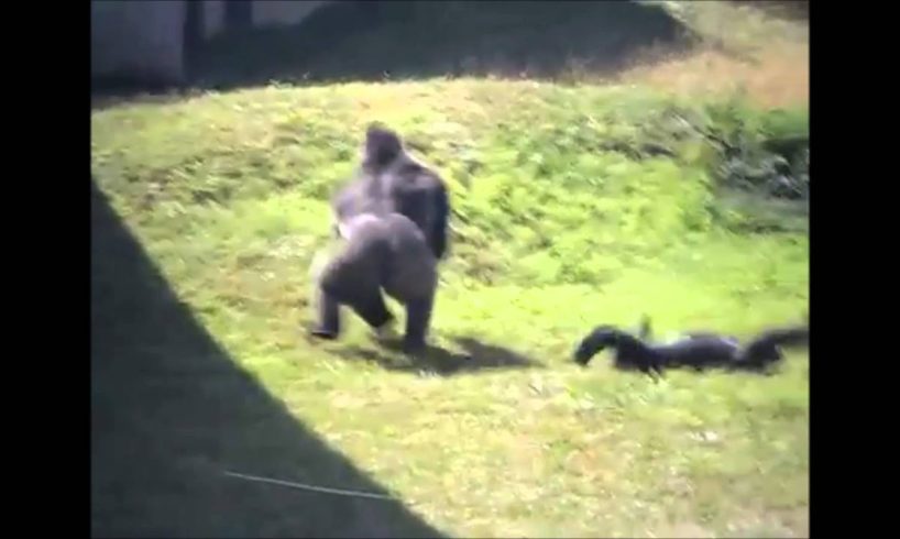 More Crazy Animal Fights To The Death Raw Power Unleashed