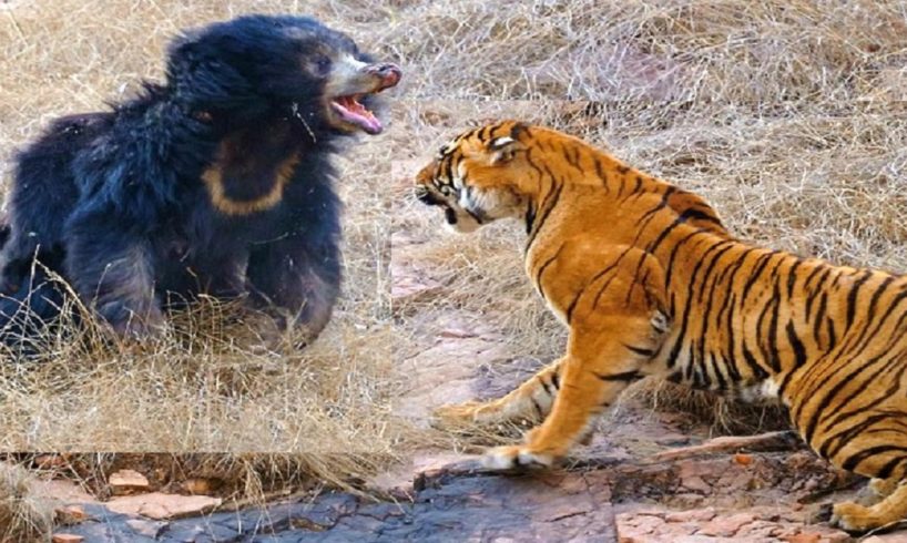 Most Amazing Horrible Wild Animal Attacks CRAZIEST Animal Fights compilation 2016