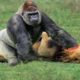 Most Amazing Moments Of Wild Animal Fights | Wild Discovery Animals | Lion vs Baboon Real