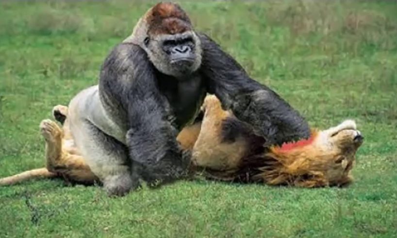 Most Amazing Moments Of Wild Animal Fights | Wild Discovery Animals | Lion vs Baboon Real