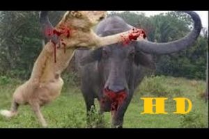 Most Amazing Wild Animal Attacks #2 - Top 10 Craziest Animal Fights Caught On Camera MTV