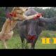 Most Amazing Wild Animal Attacks #2 - Top 10 Craziest Animal Fights Caught On Camera MTV