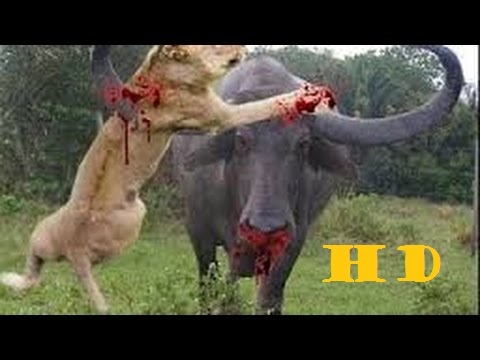 Most Amazing Wild Animal Attacks #2 - Top 10 Craziest Animal Fights Caught On Camera MTV