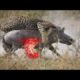 Most Amazing Wild Animal Attacks   Lion   Baboon   Buffalo  Crocodile Craziest Animal Fights