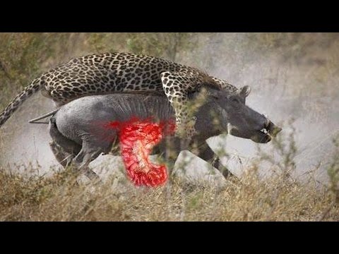 Most Amazing Wild Animal Attacks   Lion   Baboon   Buffalo  Crocodile Craziest Animal Fights