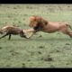 Most Amazing Wild Animal Fights | Lion vs Hyena | Craziest Animal Fights