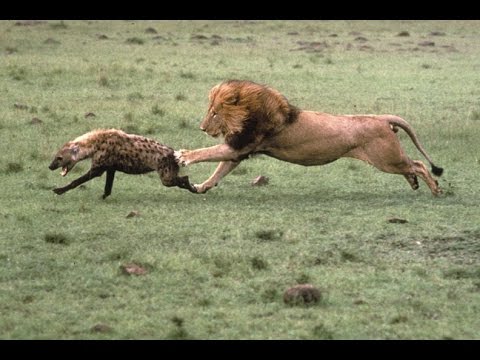 Most Amazing Wild Animal Fights | Lion vs Hyena | Craziest Animal Fights