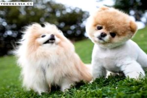 Most Cute Puppies Ever - Cutest Dog Photos Collection ***