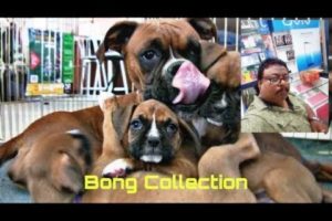 Mother Boxer Dog Giving Birth To Many Cute Puppies