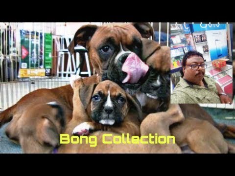 Mother Boxer Dog Giving Birth To Many Cute Puppies