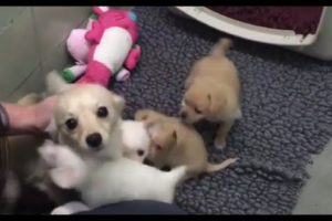 Mother Dog Elated After Reunited With Her Puppies