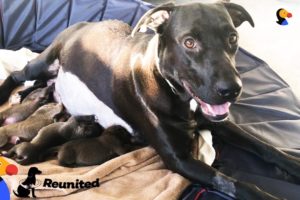 Mother Dog Reunited With Her Puppies All Grown Up | The Dodo Reunited