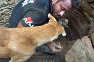 Mother dog helps rescuers dig for her buried puppies