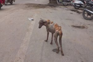 Moving skeleton dog transforms after rescue