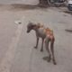 Moving skeleton dog transforms after rescue