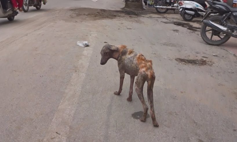 Moving skeleton dog transforms after rescue