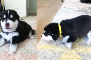 My Puppies Learn to Walk for the First Time!