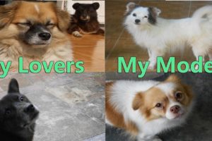 My sweet home Part 3 - My cute puppies - kitties Moments - My little Lovely Pets