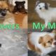 My sweet home Part 3 - My cute puppies - kitties Moments - My little Lovely Pets