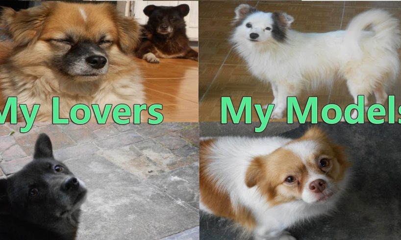 My sweet home Part 3 - My cute puppies - kitties Moments - My little Lovely Pets