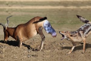 NEWBORN RED HARTEBEEST ESCAPE FROM JACKAL After Mom Save | Animals Giving Birth