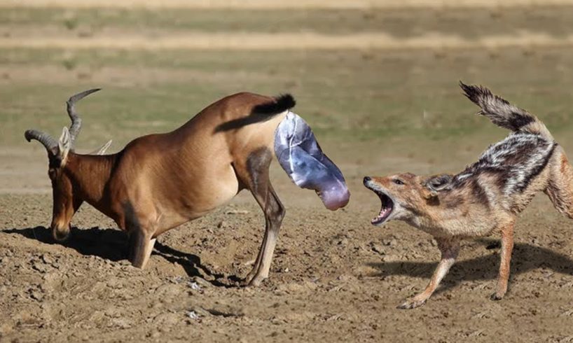 NEWBORN RED HARTEBEEST ESCAPE FROM JACKAL After Mom Save | Animals Giving Birth