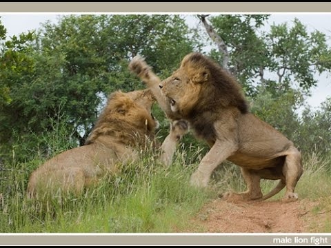 Natgeo Documentary - WHEN LIONS ATTACK - - Mana Pools National Parks - ZIMBABWE - HD 1080p
