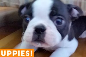 New Year New Puppies Compilation 2019 | Funny Pet Videos