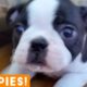 New Year New Puppies Compilation 2019 | Funny Pet Videos