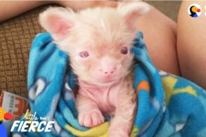 Newborn Albino Puppy Shows His Mom He's A Survivor - LUCKY | The Dodo Little But Fierce