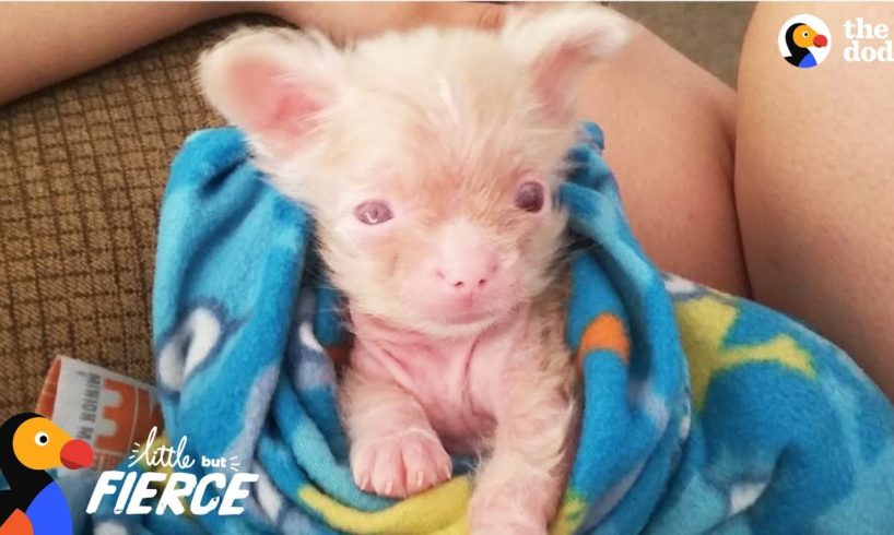 Newborn Albino Puppy Shows His Mom He's A Survivor - LUCKY | The Dodo Little But Fierce