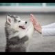 Những Chú Chó Con Dễ Thương Nhất Quả Đất - Cute Puppies Compilation | Cute And Funny Dogs