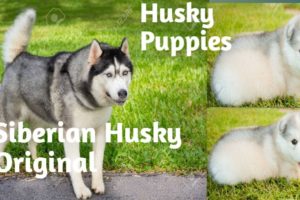 #OMG Cutest Husky Puppies New Born Pups/ Cutest Dogs Videos