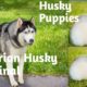 #OMG Cutest Husky Puppies New Born Pups/ Cutest Dogs Videos