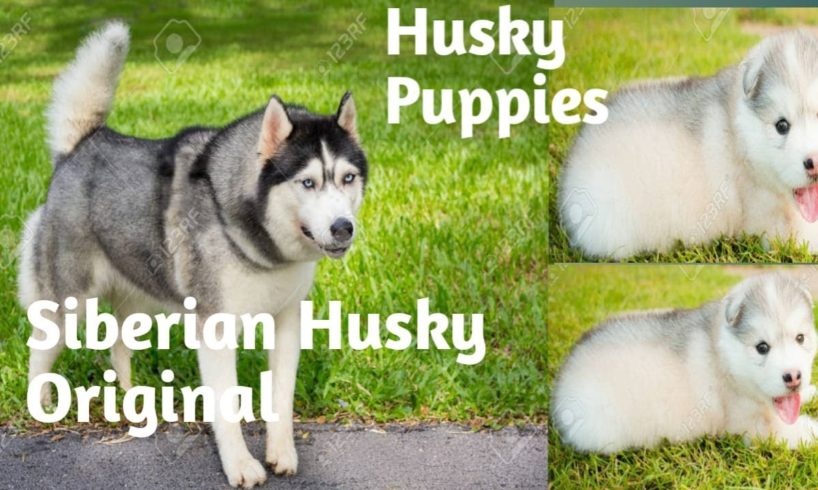 #OMG Cutest Husky Puppies New Born Pups/ Cutest Dogs Videos