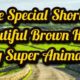 One Special Short of Beautiful Brown Horse by Super Animals