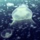 Open Ocean: 10 Hours of Relaxing Oceanscapes | BBC Earth
