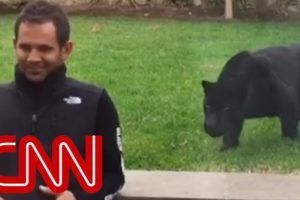 Panther sneaks up behind man and then ...