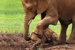 Parents Elephant Rescued Baby Elephant Out Of The Mire | Animals Rescued