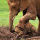 Parents Elephant Rescued Baby Elephant Out Of The Mire | Animals Rescued