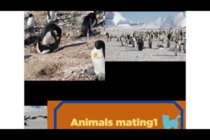 Penguins lovely roots ☃️Animals mating&breeding