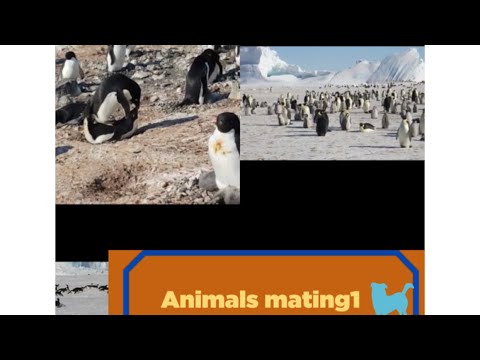 Penguins lovely roots ☃️Animals mating&breeding