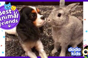 Pepper The Bunny And Lola The Dog Think They’re Sisters | Dodo Kids: Best Animal Friends