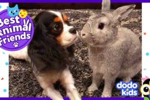 Pepper The Bunny And Lola The Dog Think They’re Sisters | Dodo Kids: Best Animal Friends