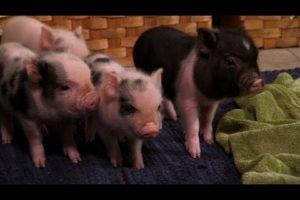 Perfectly Precious Potbelly Pigs | Too Cute!