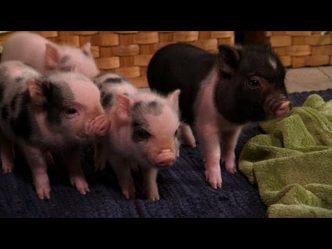 Perfectly Precious Potbelly Pigs | Too Cute!
