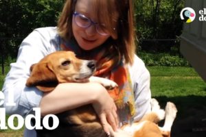 Perrita rescatada de laboratorio se reencuentra con su hermana | El Dodo