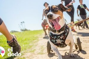 Perro veloz ama ir de excursión | El Dodo