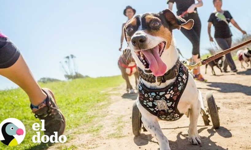 Perro veloz ama ir de excursión | El Dodo