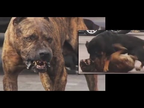 Pitbull defends his territory and mating partner | Animal Fights